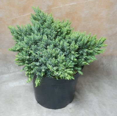 Juniperus squamata Blue Star (Jalovec šupinatý)