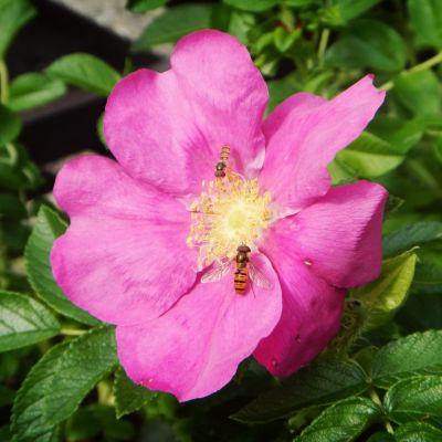 Rosa rugosa