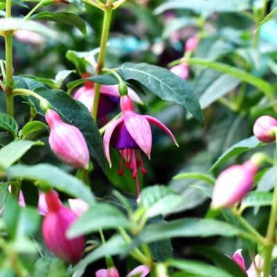 Fuchsie