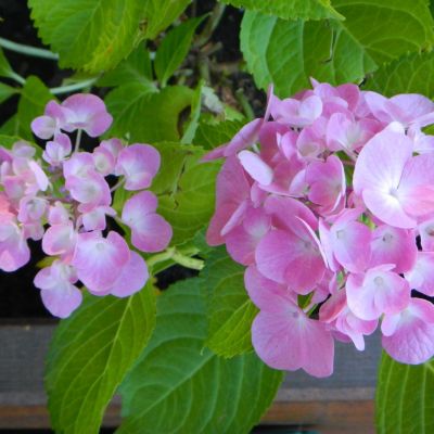 Hydrangea macrophylla Bouquet Rose (Hortenzie velkolistá)