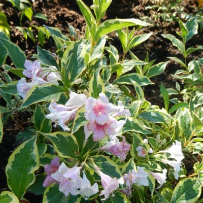 Weigela florida Nana Variegata (Vajgélie květnatá)