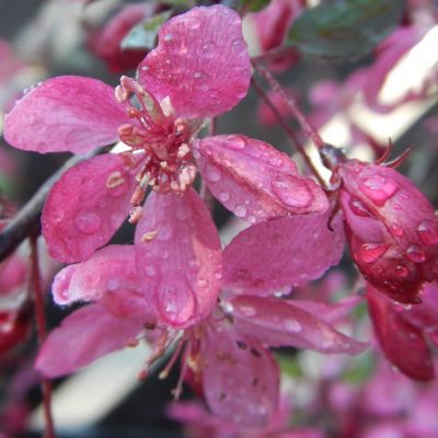 Malus Royal Beauty