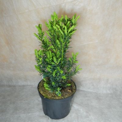 Taxus baccata