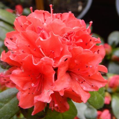 Azalea (J) Geisha  Orange