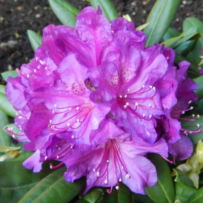 Rhododendron Bolhken Lupinen