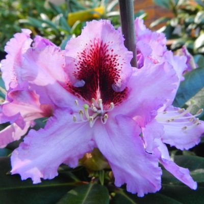 Rhododendron Kabarett