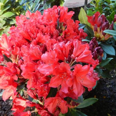 Rhododendron Manderley