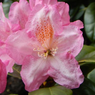 Rhododendron Scintillation