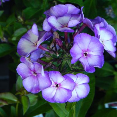 Phlox paniculata Ditopur (Plamenka)