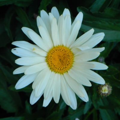 Leucanthemum maximum Broadway (Kopretina)