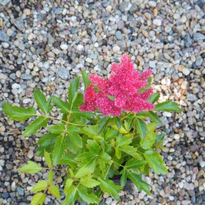 Astilbe arendsi Astary Rose (Čechrava)