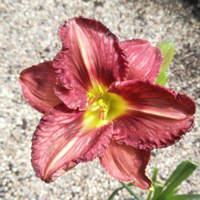 Hemerocallis Purplelicious (Denivka)