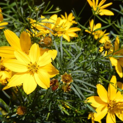 Coreopsis verticillata Zagreb (Krásnoočko)