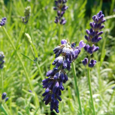 Lavandula angustifolia (Levandule lékařská)