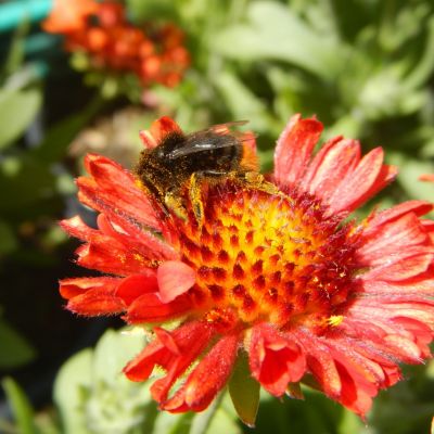 Gaillardia grandiflora Fanfare Blaze (Kokarda velkokvětá)