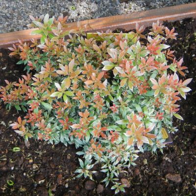 Pieris floribunda Forest Flame