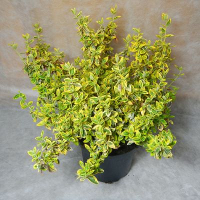 Euonymus fortunei Emerald´n Gold