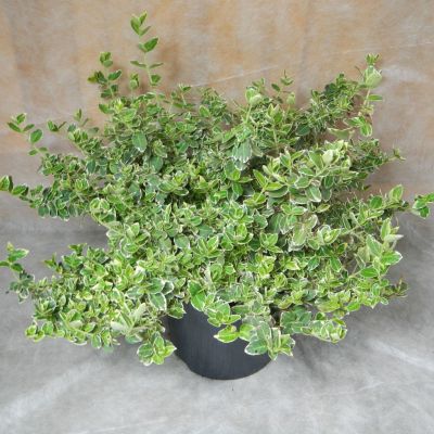Euonymus fortunei Emerald Gaiety
