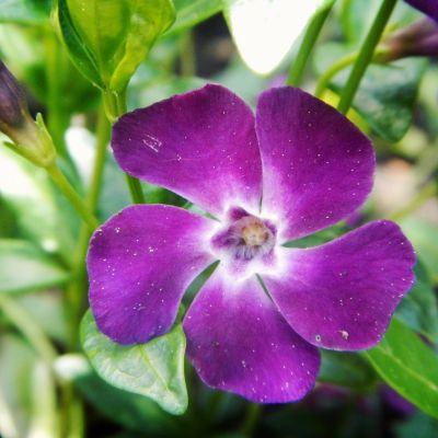 Vinca minor Atropurpurea