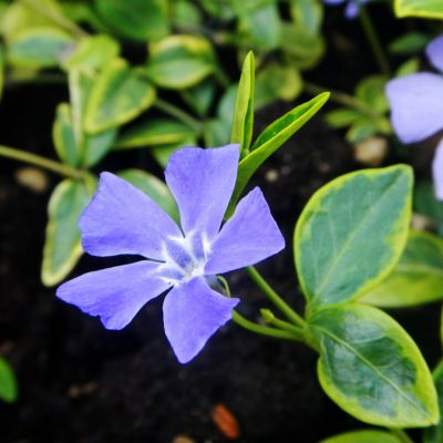 Vinca minor Ilumination