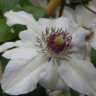 Clematis Miss Bateman