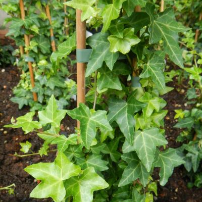 Hedera helix Pittsburgh