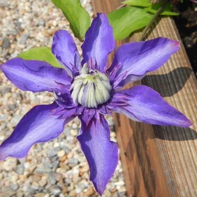 Clematis Multi Blue