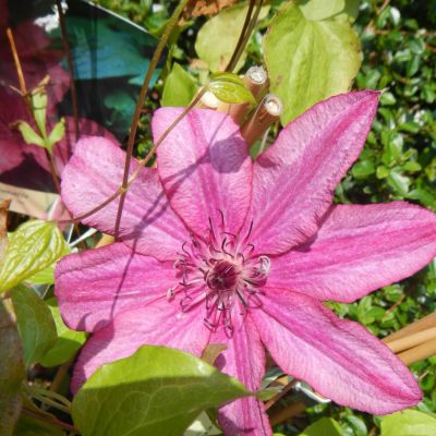 Clematis Barbara