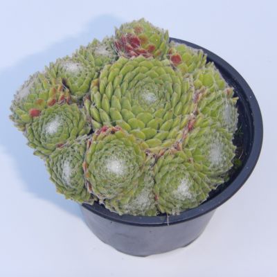 Sempervivum arachnoideum (Netřesk)