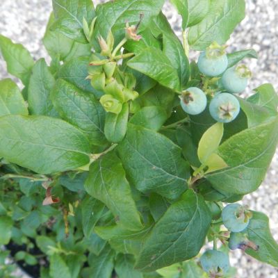 Vaccinium angustifolium Top Hat