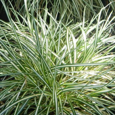 Carex oshimensis Evergold