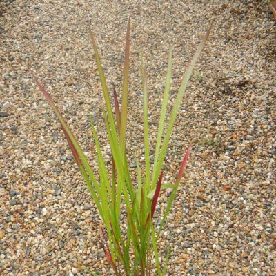 Imperata cylindrica Red Baron