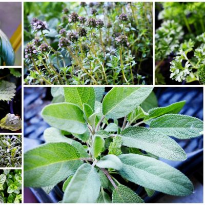 Léčivé rostliny a bylinky