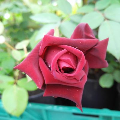 Růže - Josef Klimeš