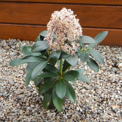 Skimmia japonica Rubella