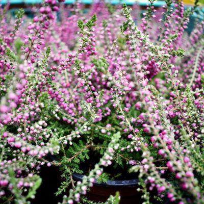 Ostatní kyselomilné rostliny