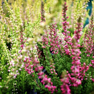 Ostatní kyselomilné rostliny